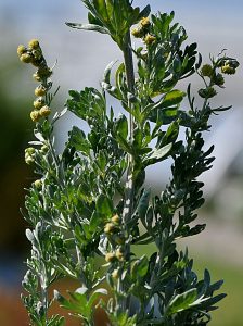 Artemisia Absinthium_Dr_Qaisar_Ahmed_Dixe_Cosmetics