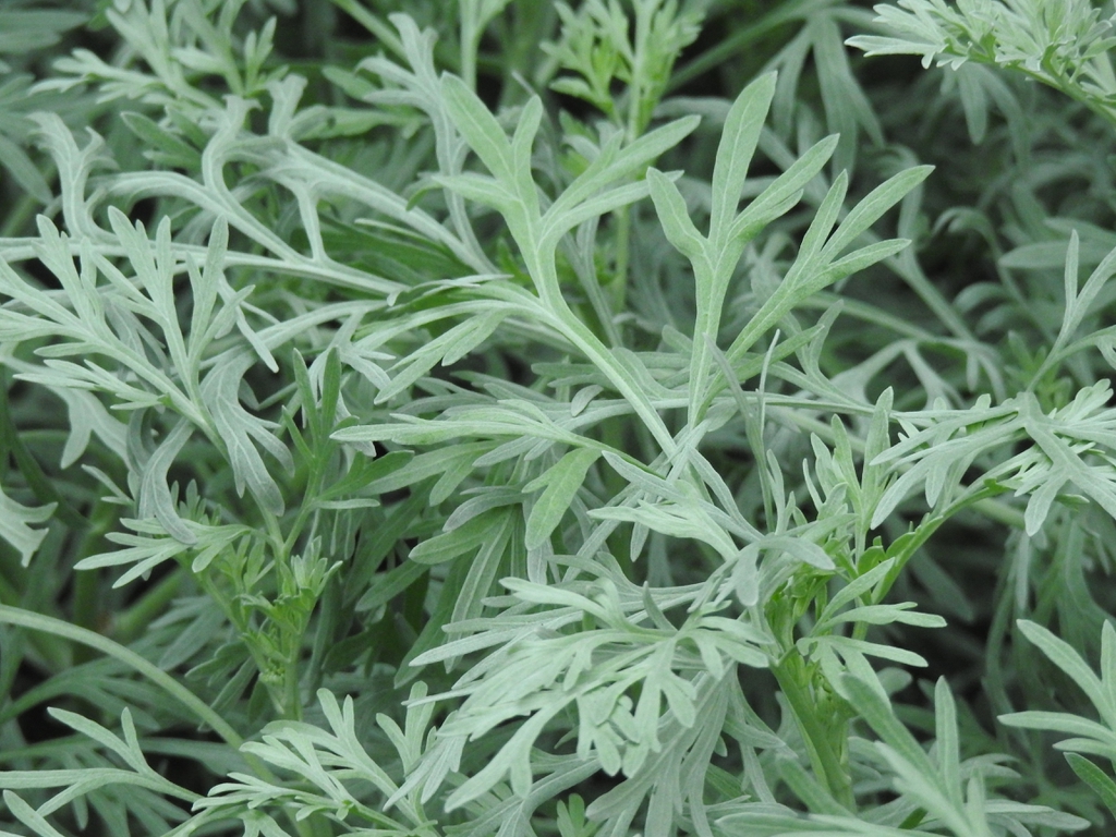 Artemisia - Absinthium - dr - qaisar - ahmed - dixe - cosmetics
