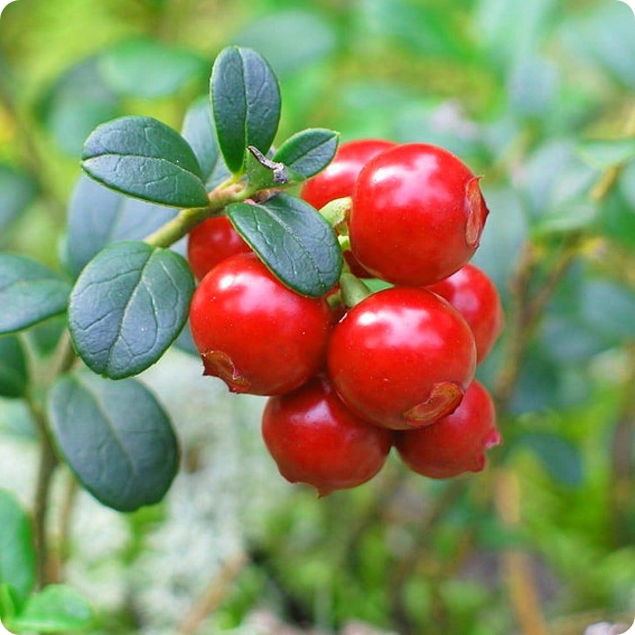 cranberry-plant-New-latest Materia Medica-Best Homeopathic doctor-Pakistan-Dr Qaisar Ahmed MD, DHMS
